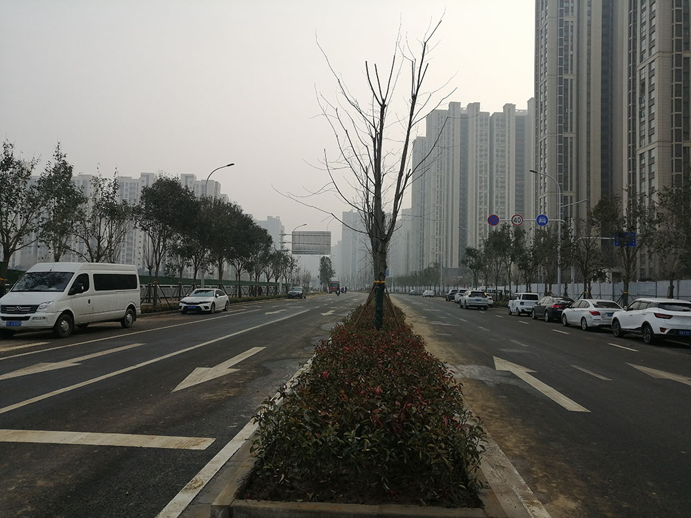 特事特辦、創(chuàng)造速度奇跡 --洛達路（中原路-穎河路）綠化工程完工
